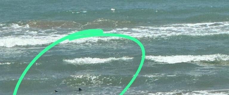Accidente tiburón en playa Isla del Padre Texas